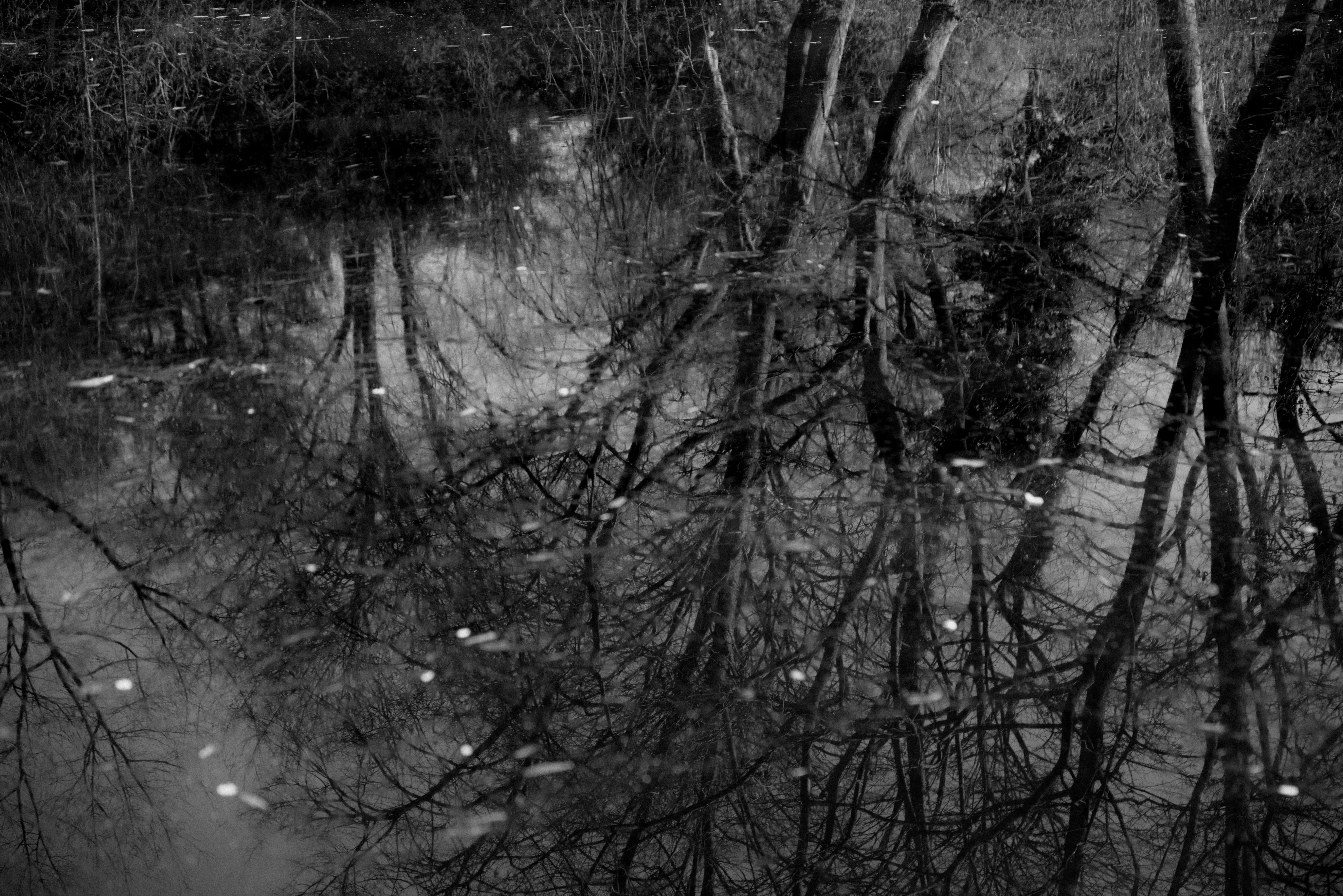 Black and White Reflection of Trees in Water · Free Stock Photo