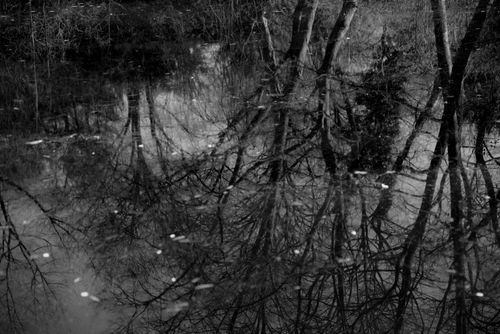 Free Monochrome reflection of bare trees in water with a serene and artistic feel. Stock Photo