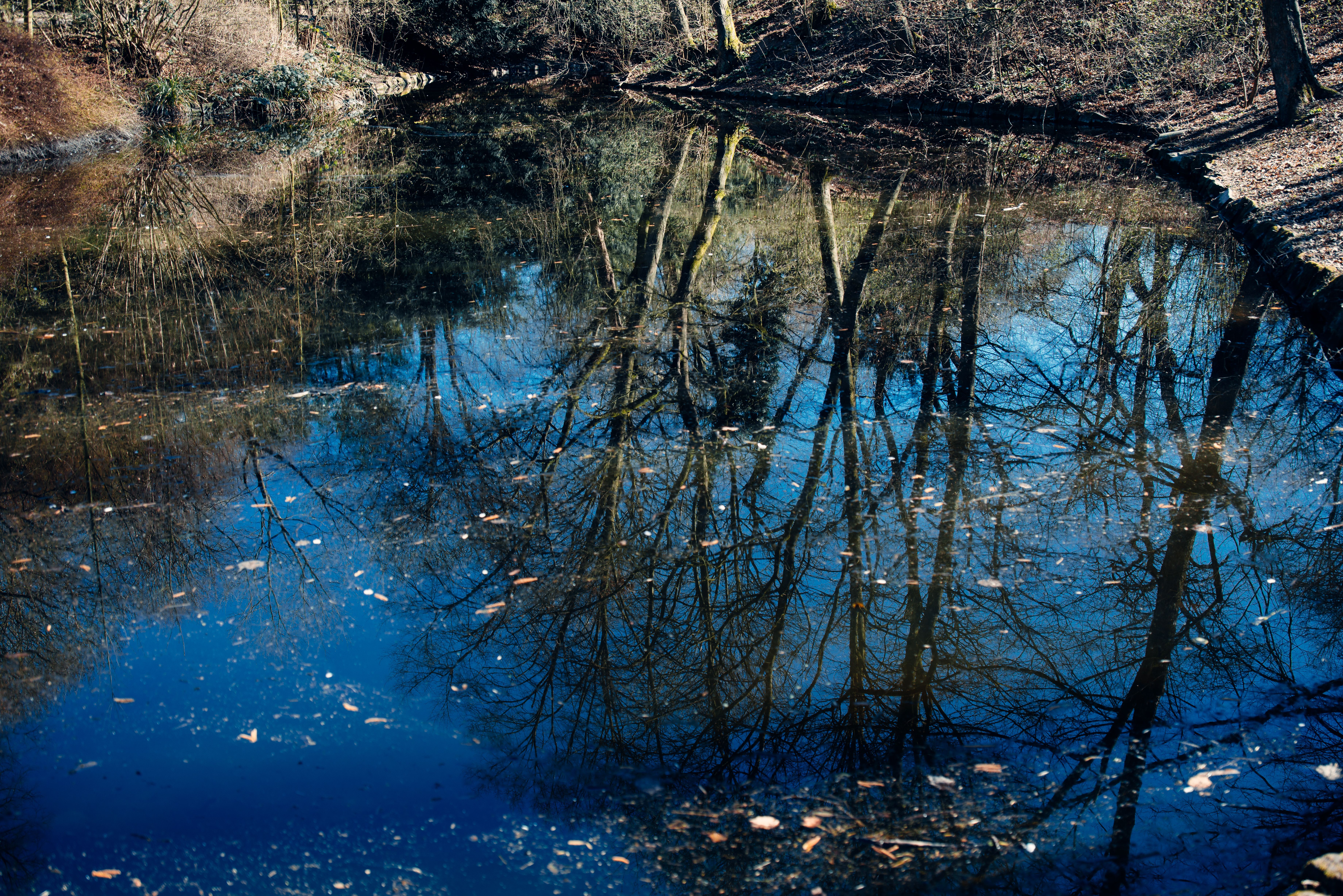 Serene Reflection of Trees in Tranquil Lake · Free Stock Photo