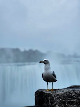 A seagull standing on a rock with Niagara Falls in the misty background.