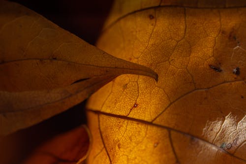 Free stock photo of autumn, october