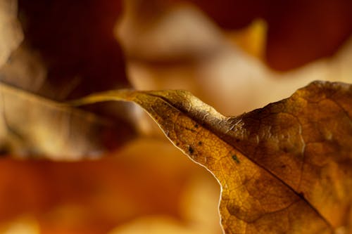 Fotos de stock gratuitas de octubre, otoño