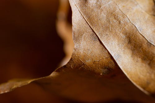 Fotos de stock gratuitas de octubre, otoño