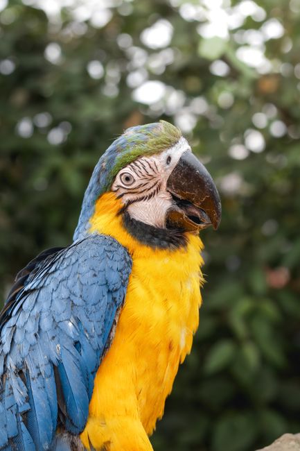 Fotomural Primer plano de un colorido loro guacamayo azul y amarillo al aire libre en la vibrante naturaleza de Chile.
