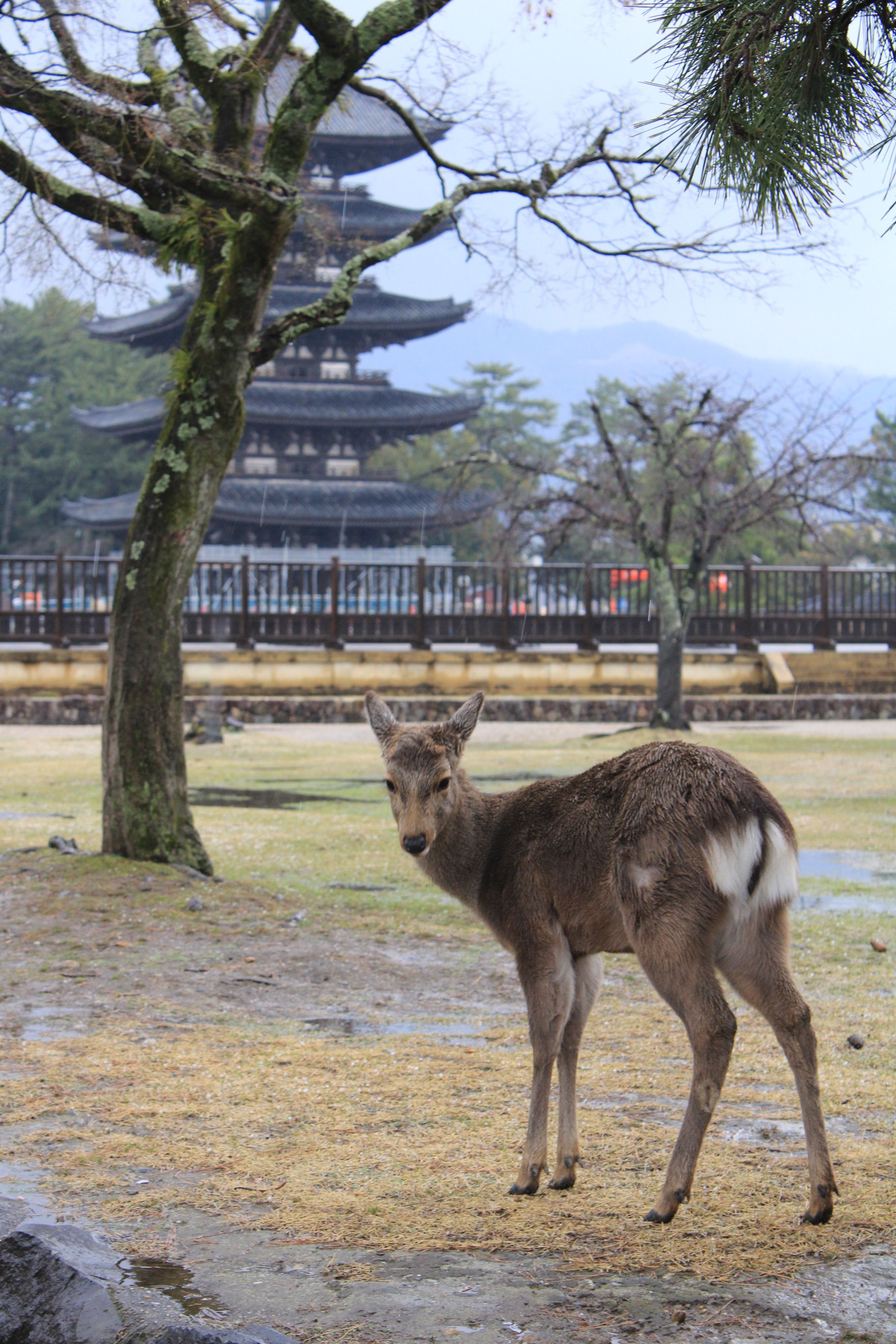 A serene deer stands in Nara Park, Japan, with a pagoda in the background during spring.