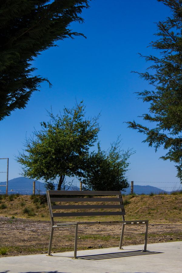 Juniper bench