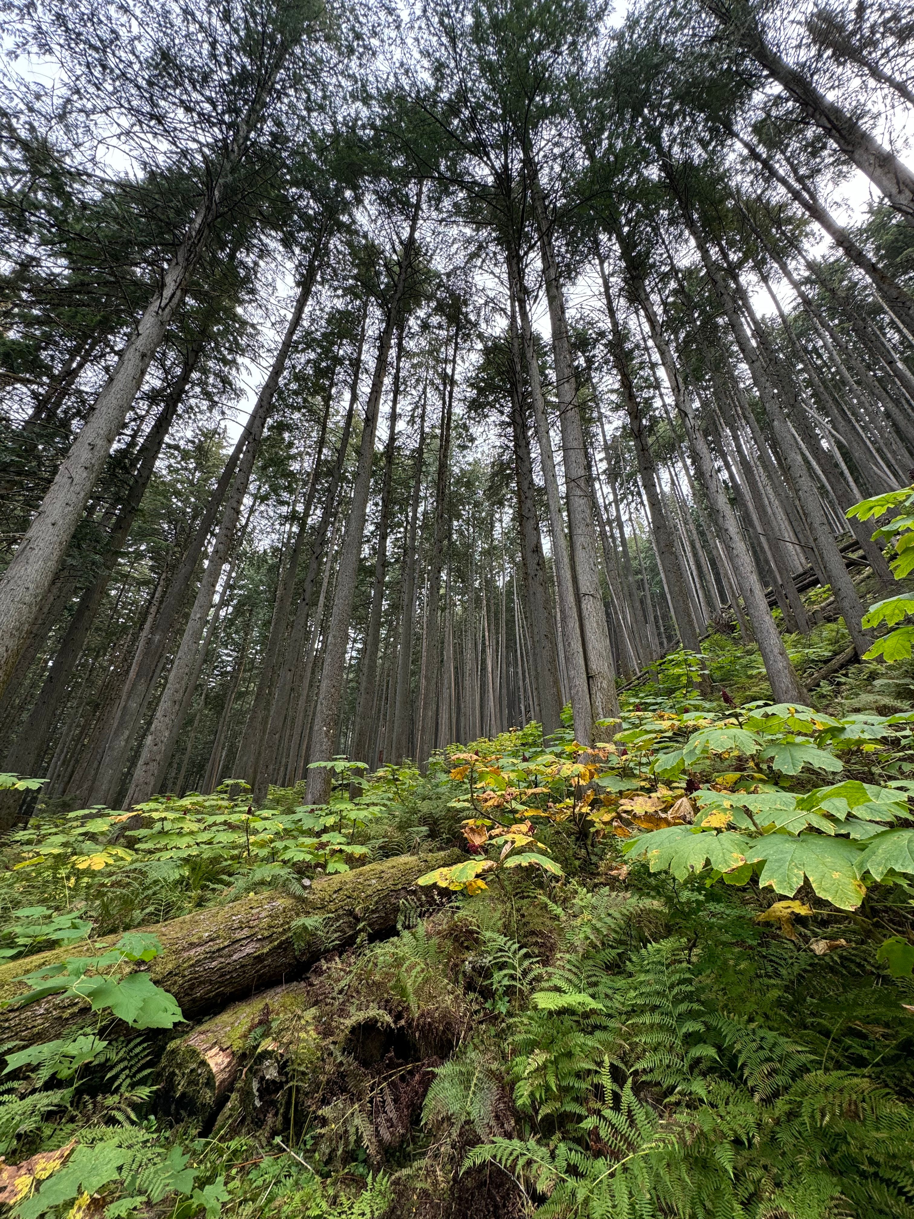 Serene Evergreen Forest with Tall Trees · Free Stock Photo