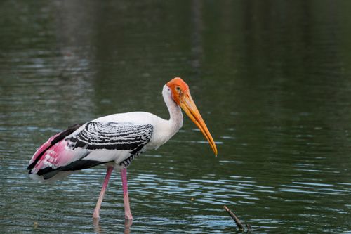 Free A painted stork (Mycteria leucocephala) wading in serene water, showcasing its vibrant plumage. Stock Photo