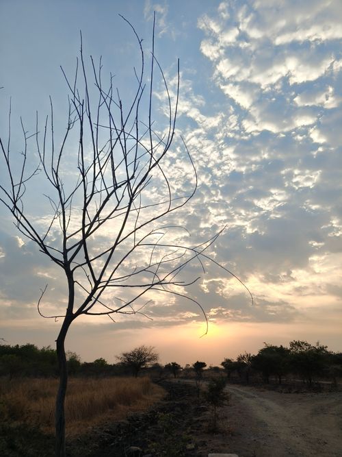 Free Serene landscape with a lone tree silhouetted against a dramatic sunset sky. Stock Photo