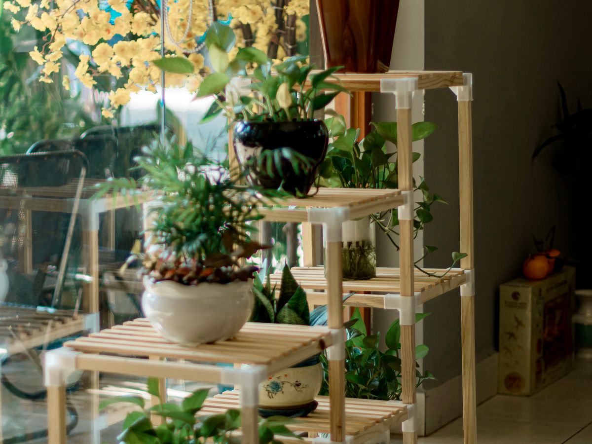 Indoor plants on wooden shelves in a bright room