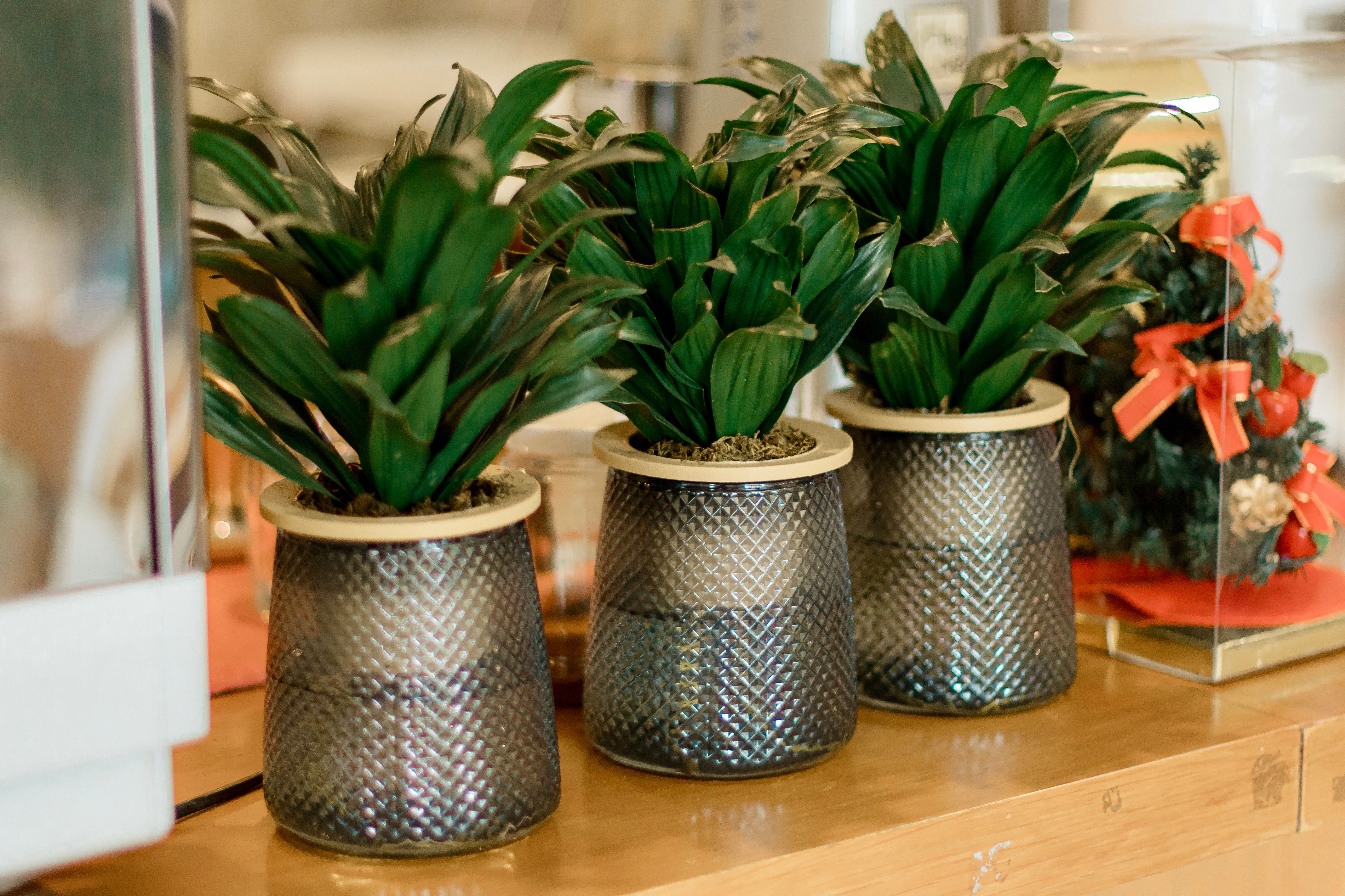 A trio of lush green plants in decorative pots, perfect for adding elegance to any interior space.