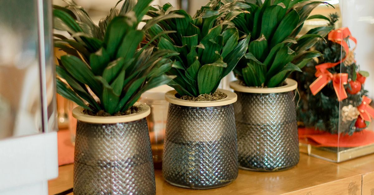 Cómo Elegir los Mejores Plantas para Decorar Tu Casa