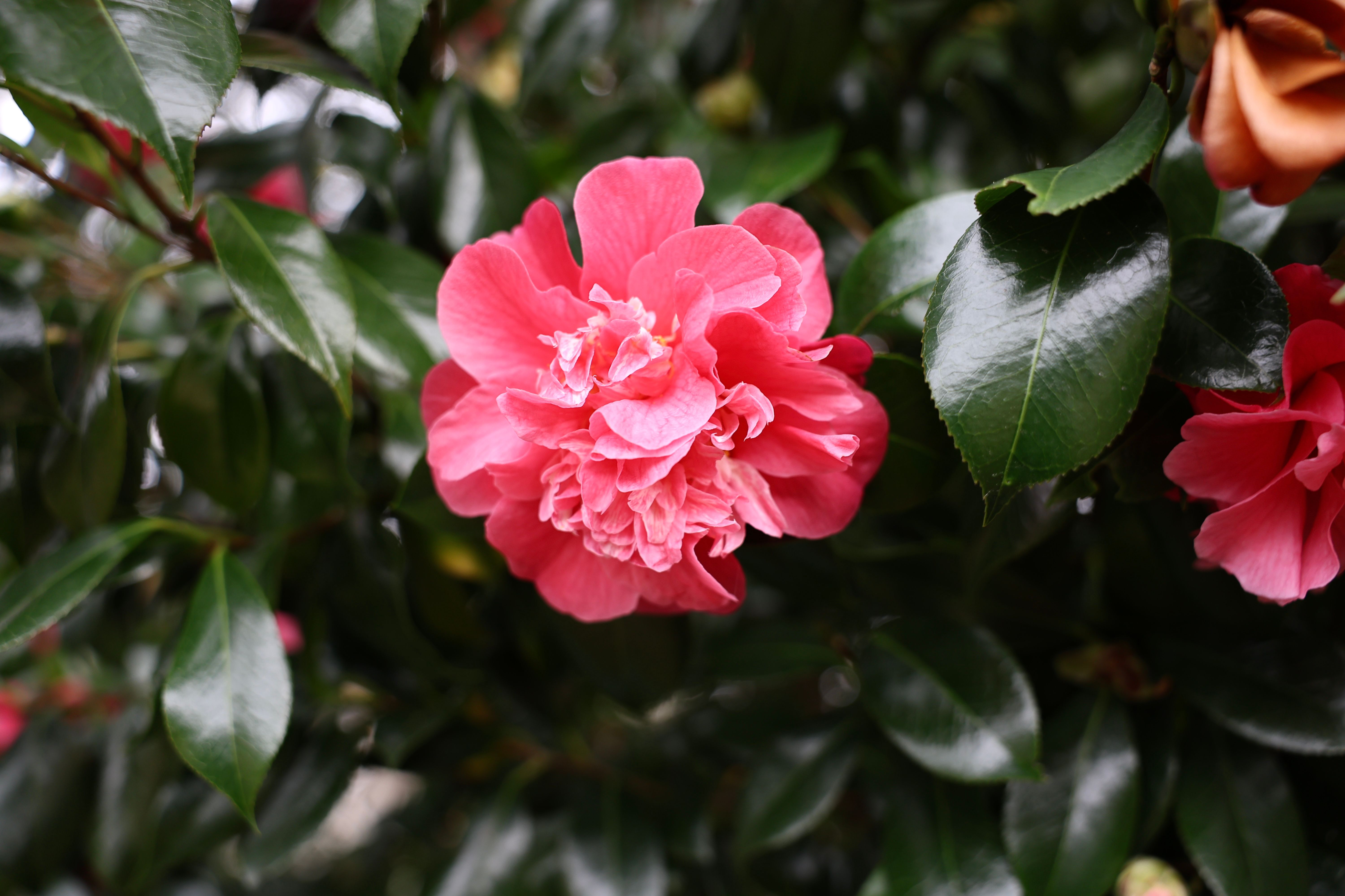 Vibrant Pink Camellia Blossom in Spring Garden · Free Stock Photo