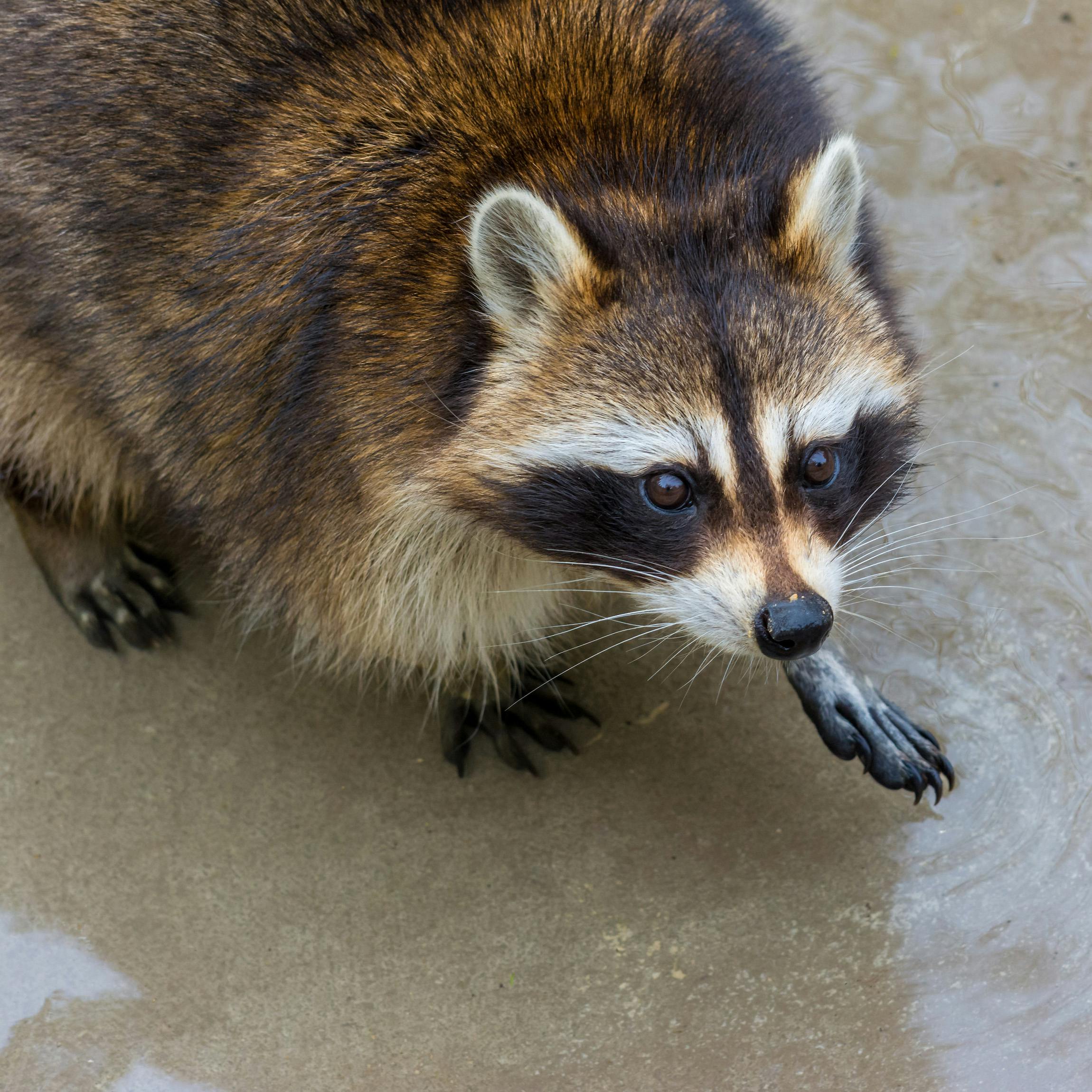 50 ラクーン 動物 最高の動物画像