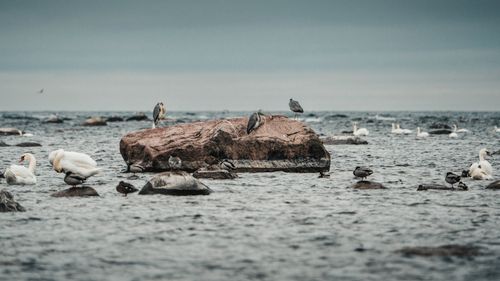 Free A tranquil scene of birds resting on rocks amidst a calm ocean under an overcast sky. Stock Photo