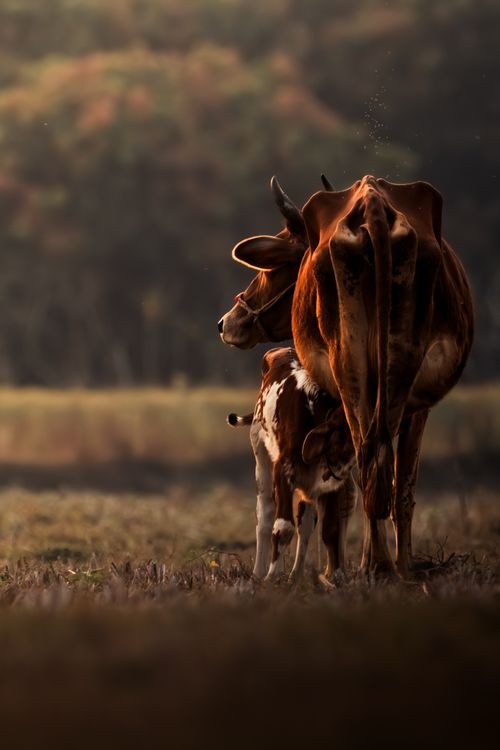 Mother Cow and Calf in Pastoral Landscape · Free Stock Photo