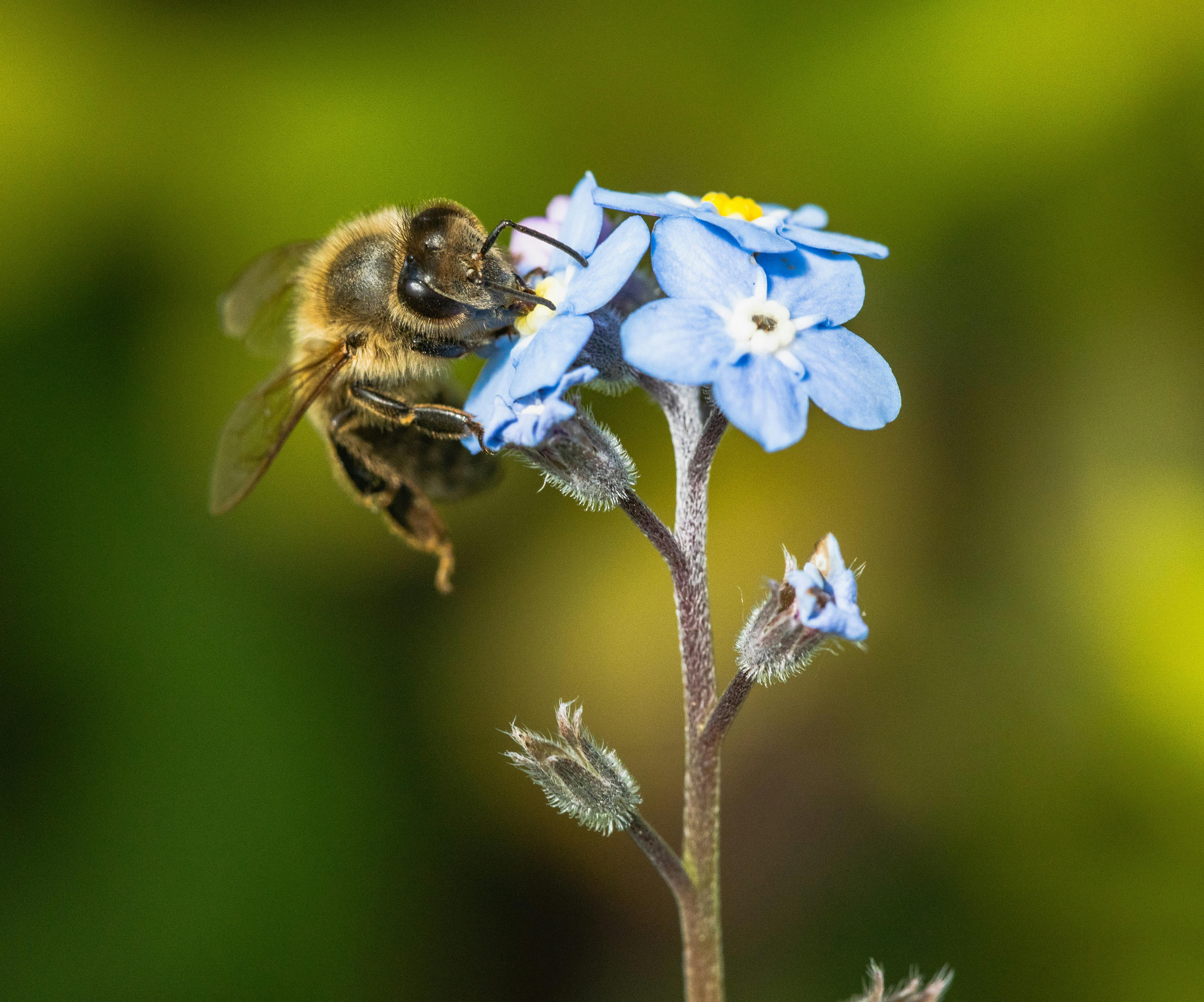 Close-up of Honeybee on Blue Flower in Natural Setting · Free