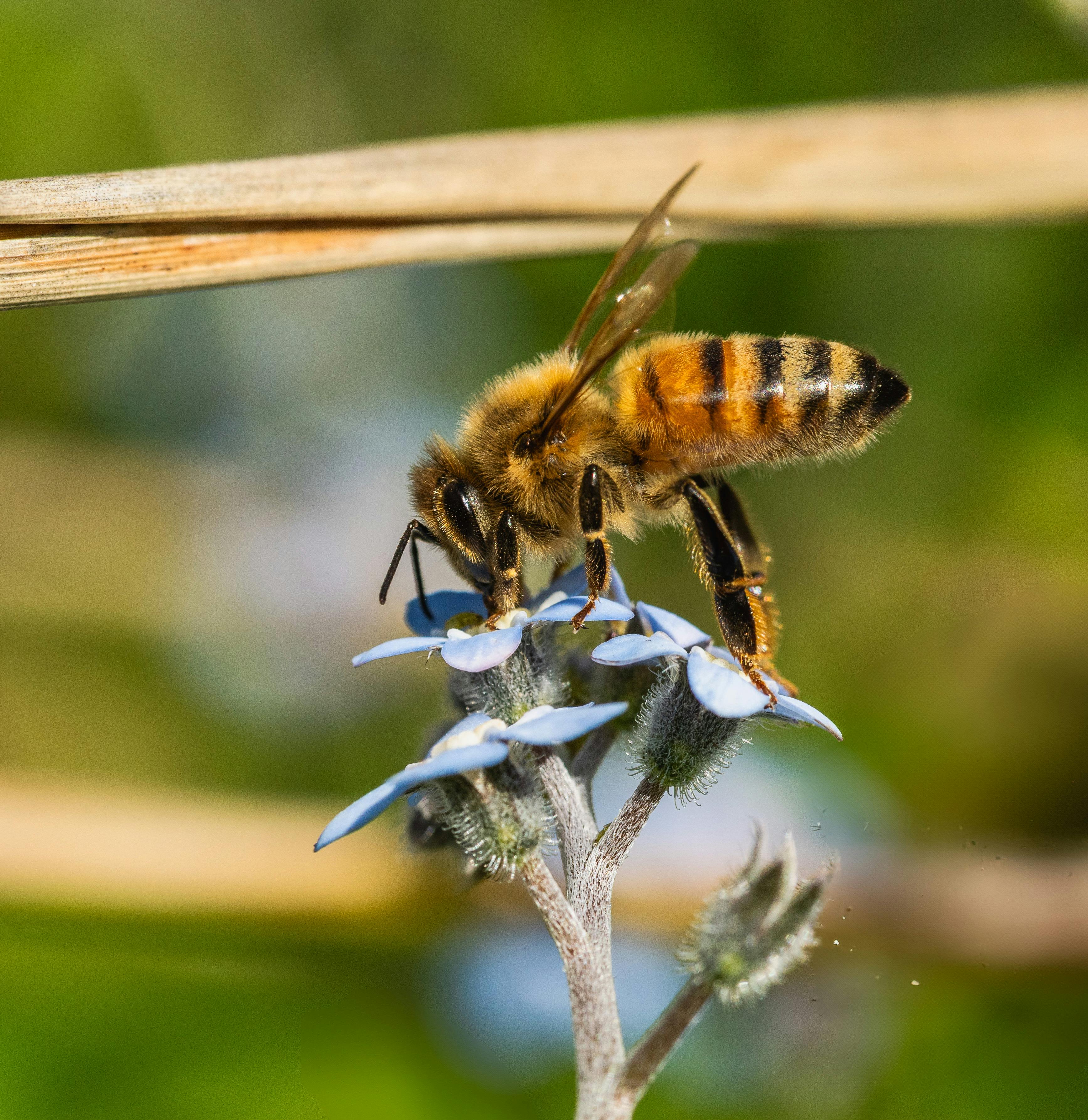 Close-up of Honeybee on Blue Flower in Natural Setting · Free