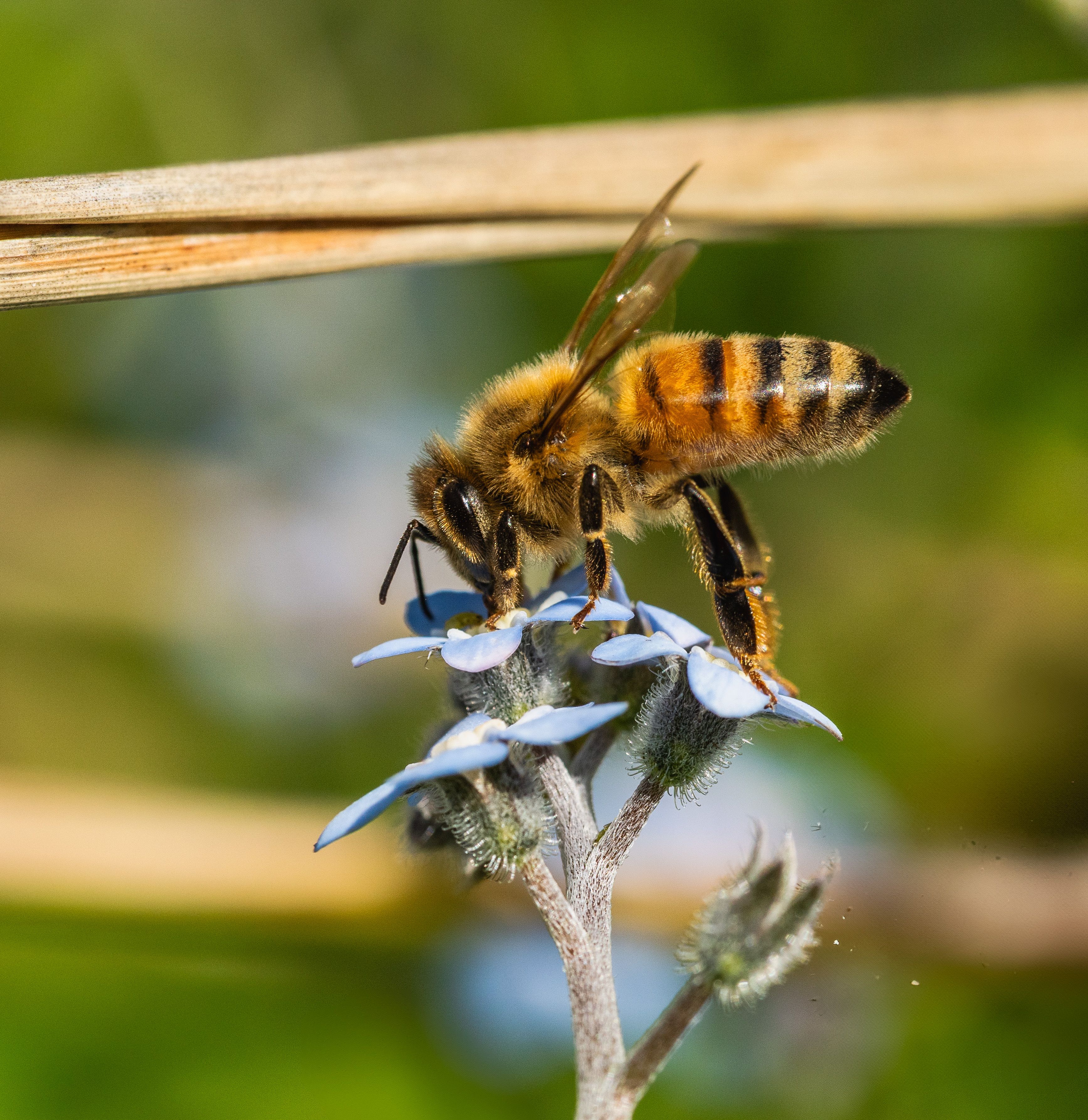 Support Pollinators Photos, Download The BEST Free Support Pollinators ...