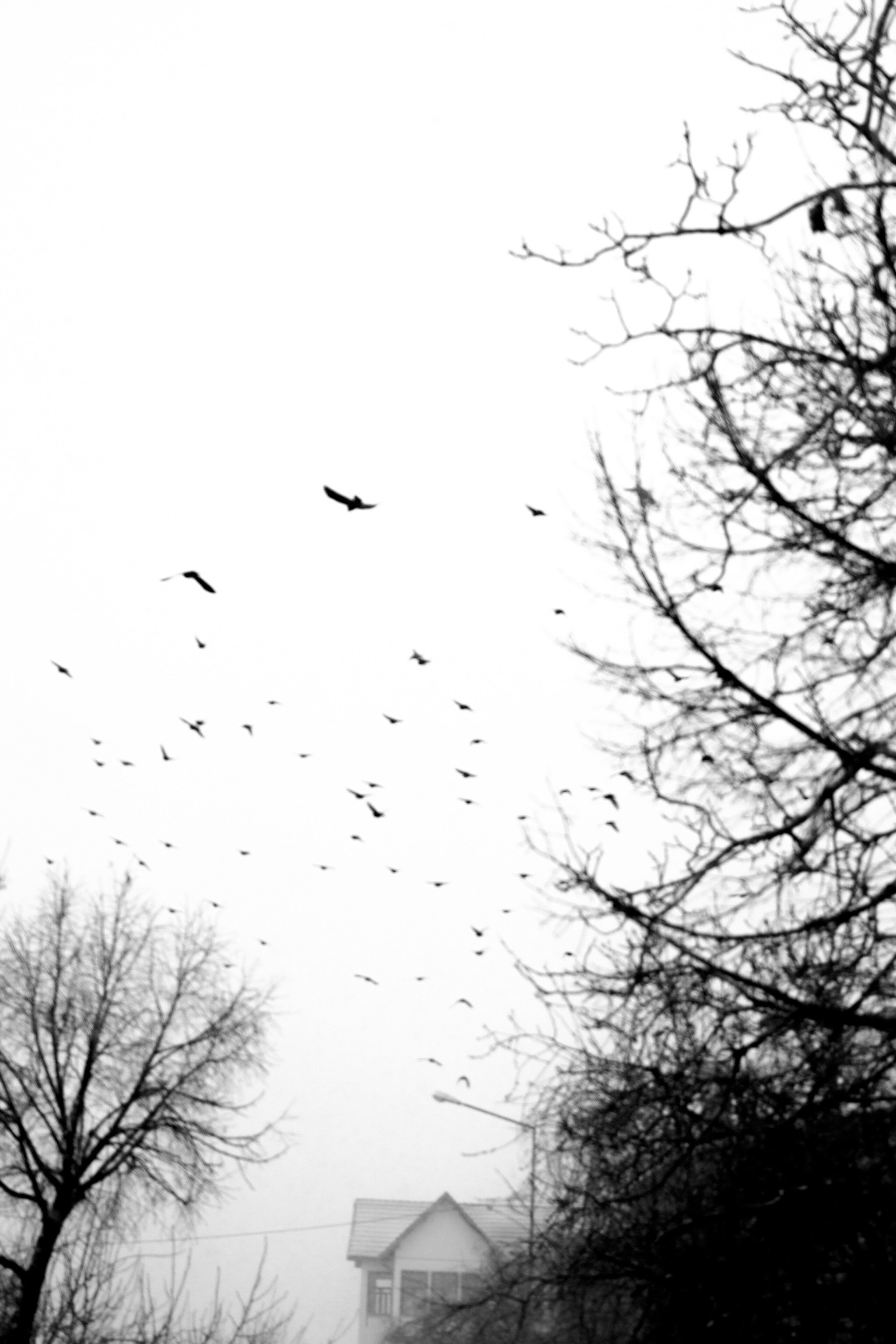 Artistic Black and White Winter Landscape with Birds · Free Stock Photo