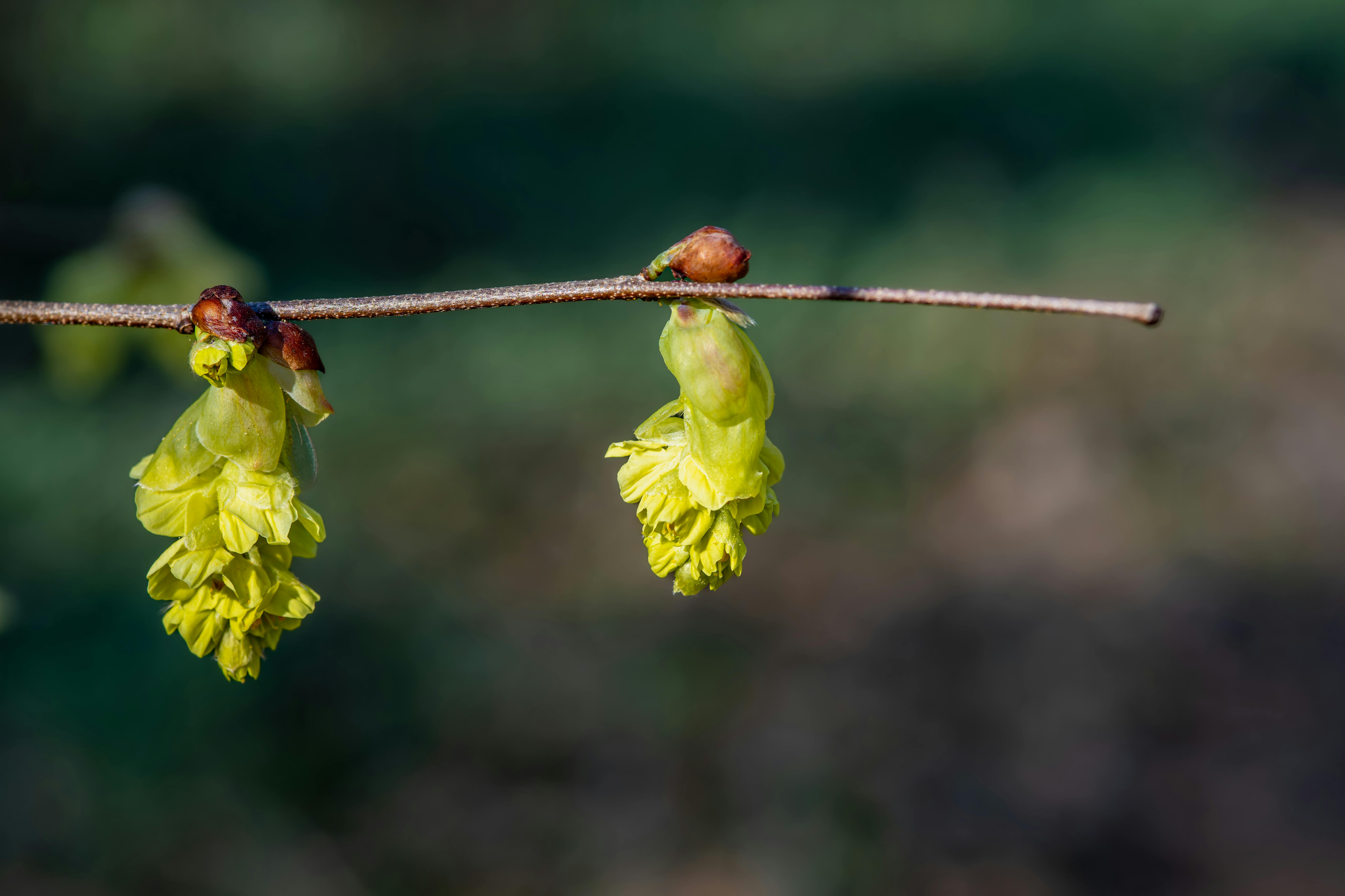 Witch Hazel Plant