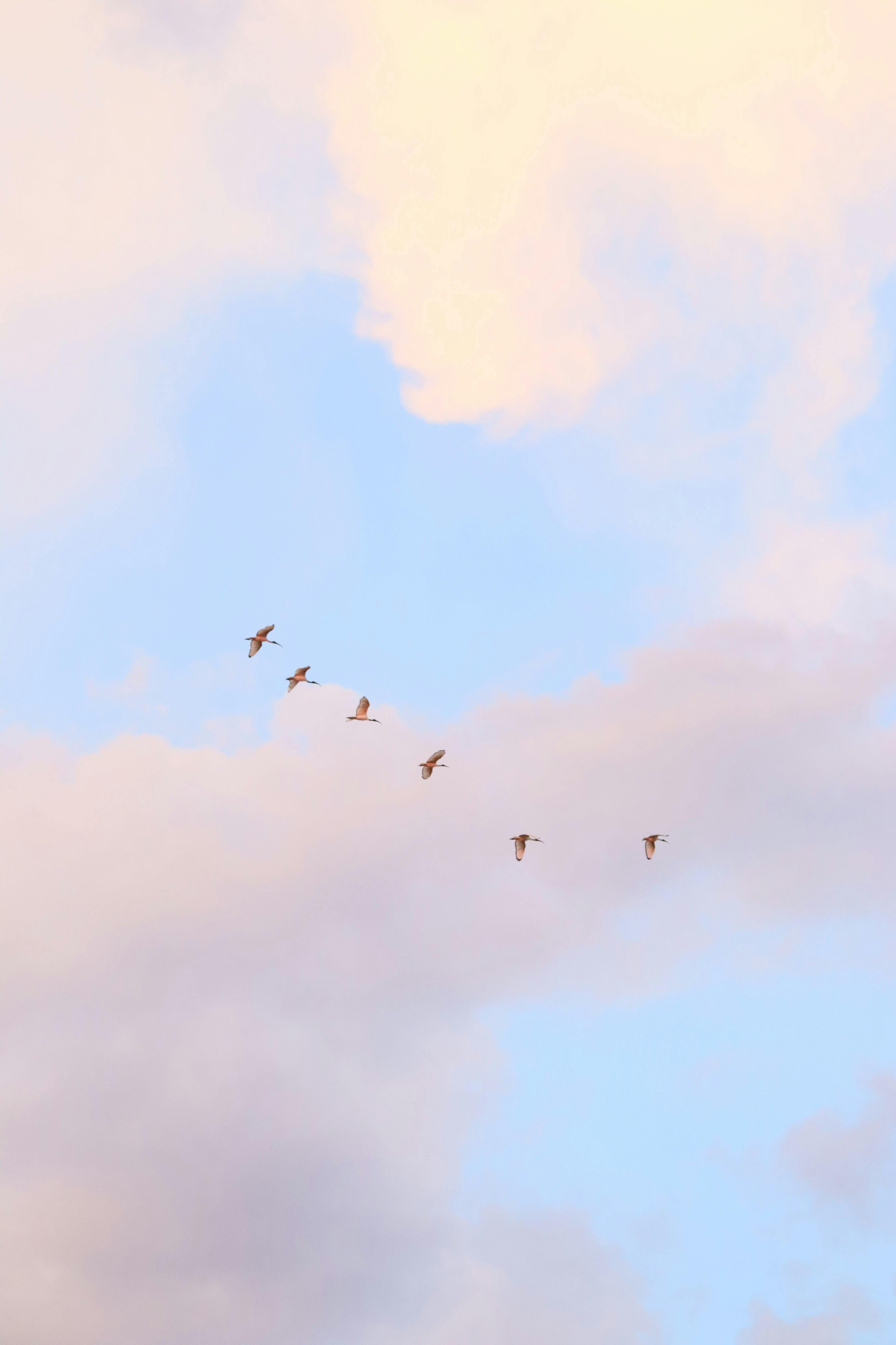 A serene view of birds flying across a soft, pastel sky during sunset.