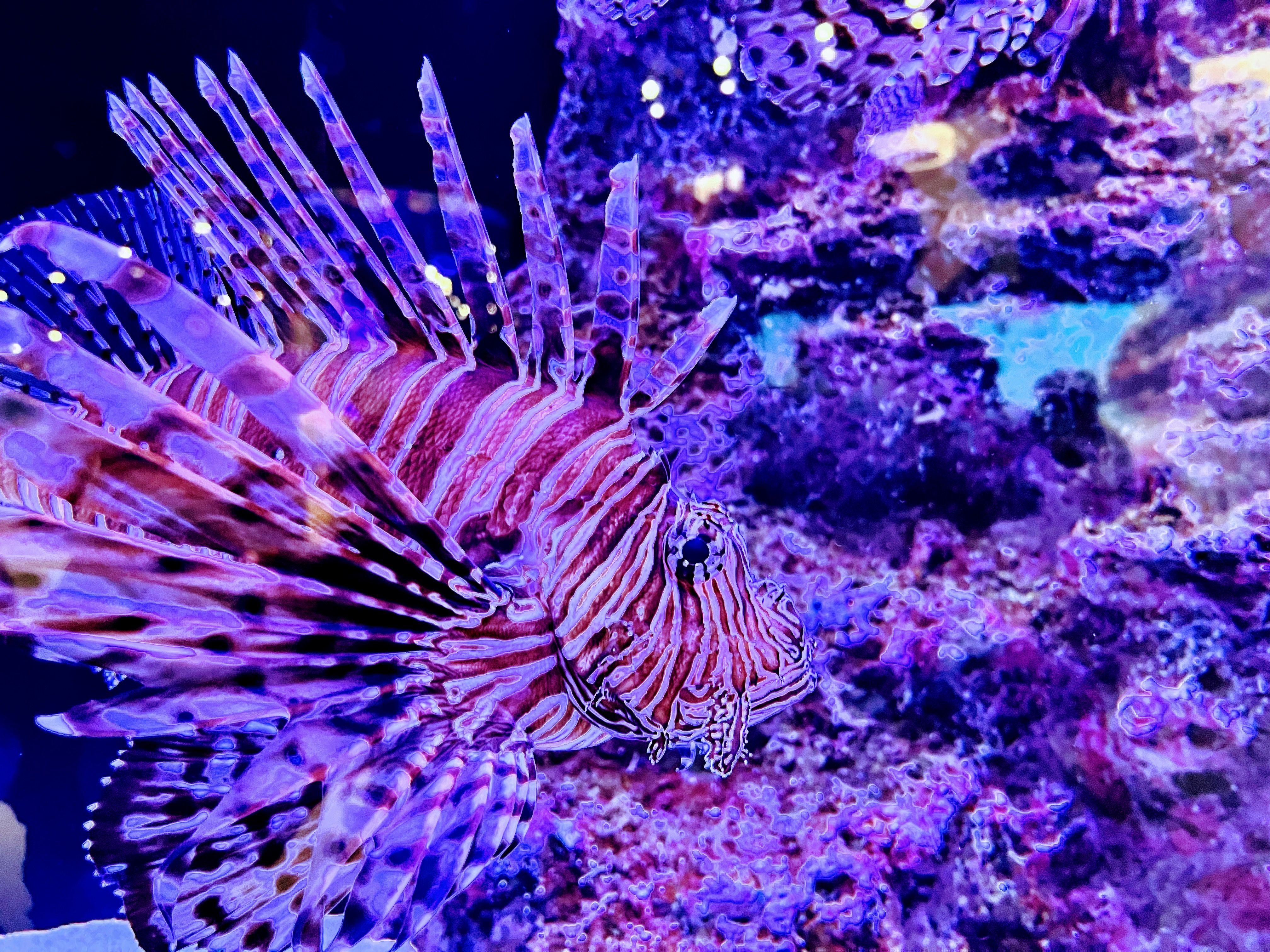 Take the kids to Protaras Ocean Aquarium