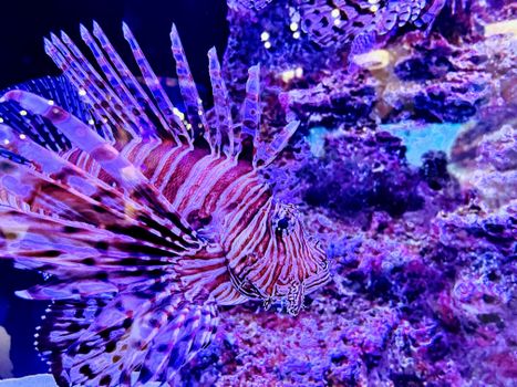 Colorful lionfish displaying striking fins in a coral reef aquarium.