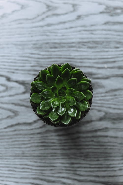 Free Green Succulents Stock Photo