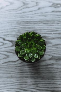一盆新鲜的绿色多肉植物的顶视图图像，置于纹理表面
