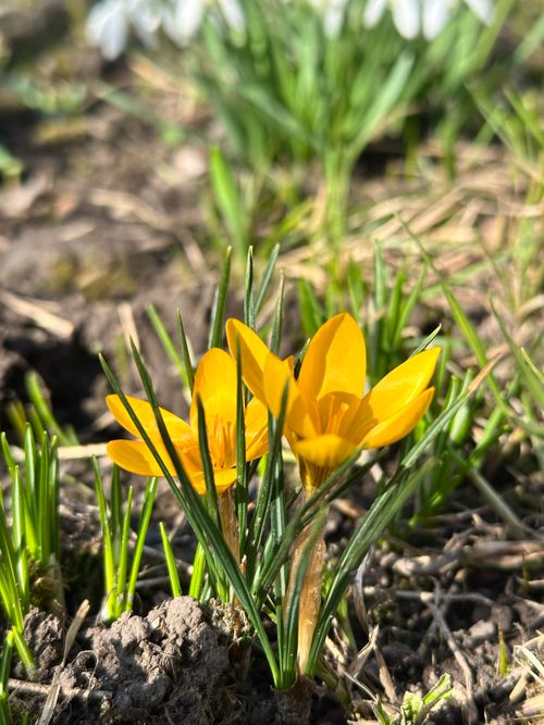 Free Bright yellow crocus flowers blooming in early spring garden, symbolizing renewal. Stock Photo