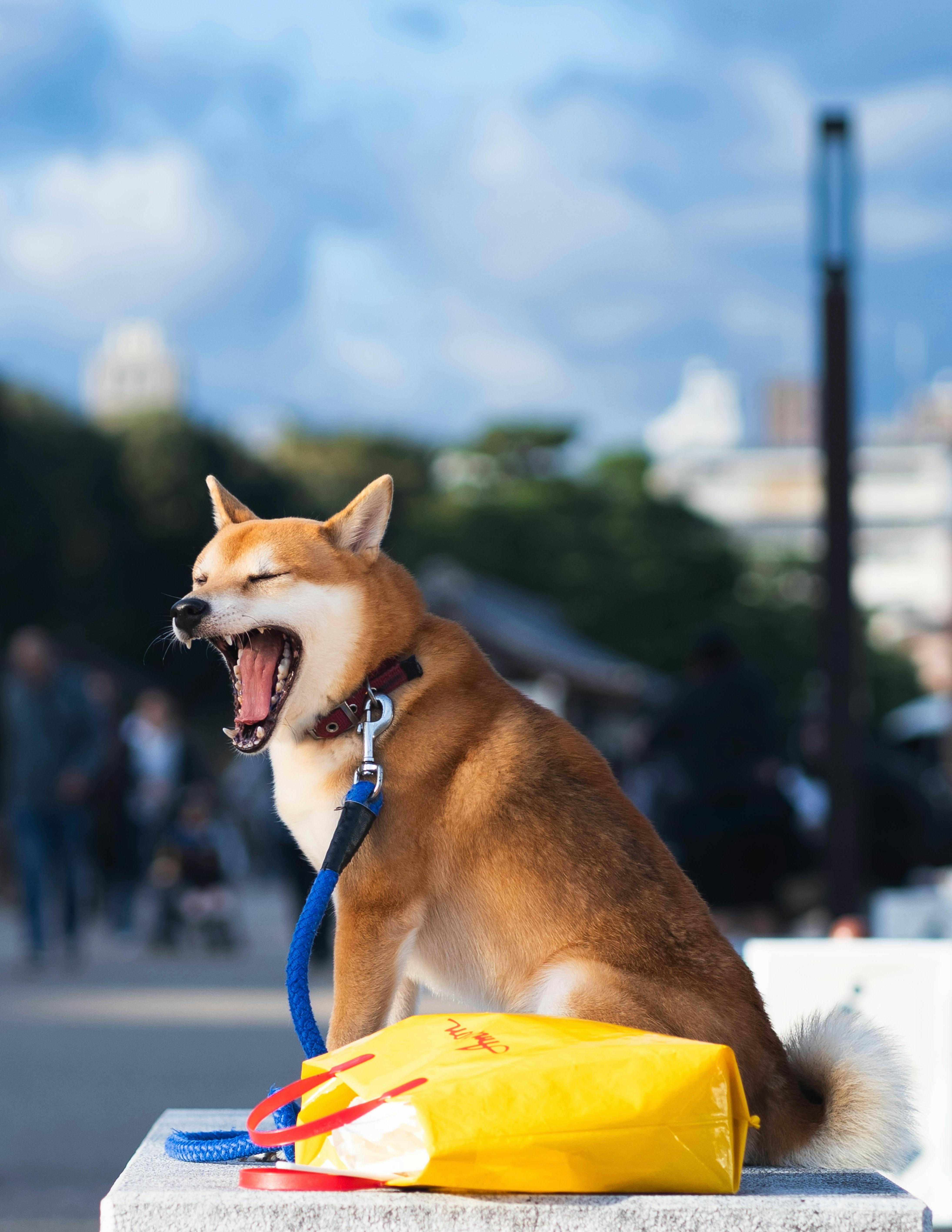Giá Shiba Inu Coin Hôm Nay Phân Tích Biến Động và Dự Đoán Tương Lai