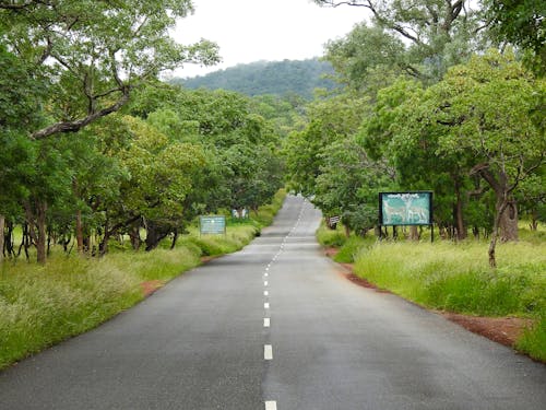 Concrete Road between Trees