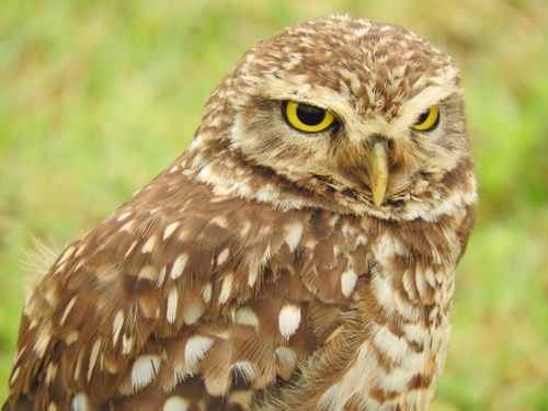 Free Detailed close-up of a Burrowing Owl with striking yellow eyes in São Paulo, Brazil. Stock Photo