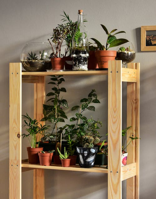 Photo of Indoor Plants