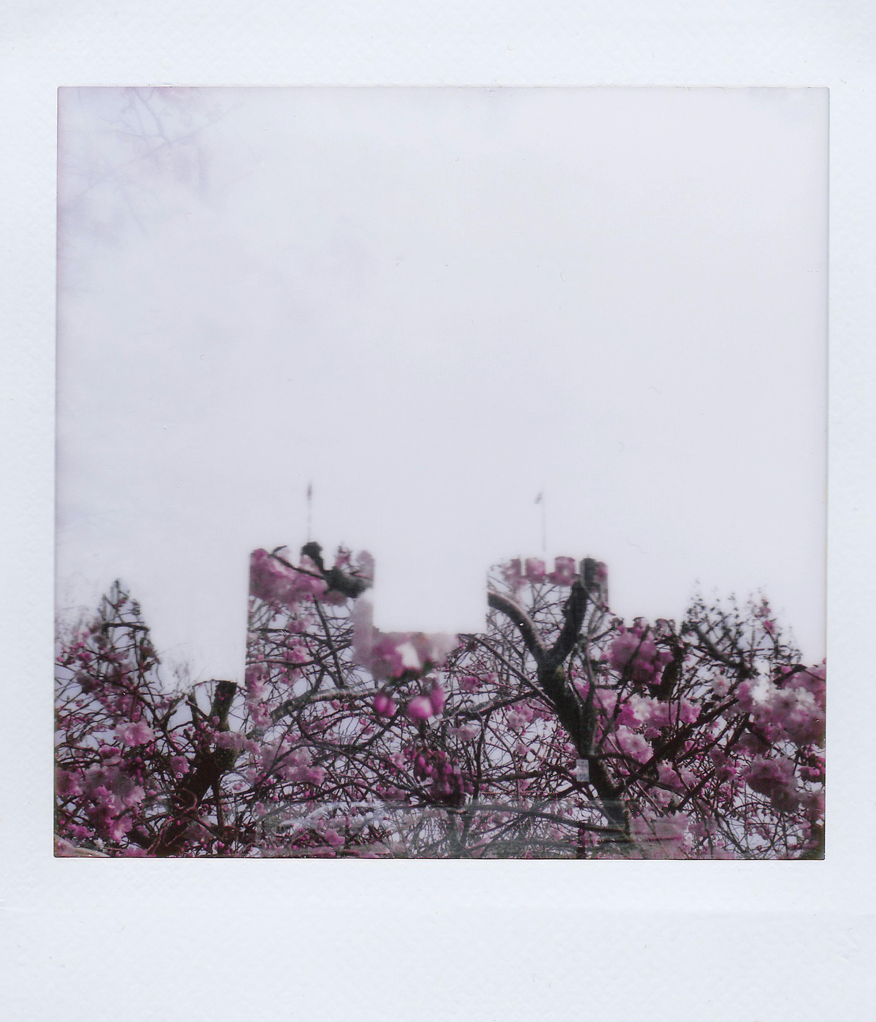 Polaroid of blooming cherry blossom trees beneath historic castle towers.