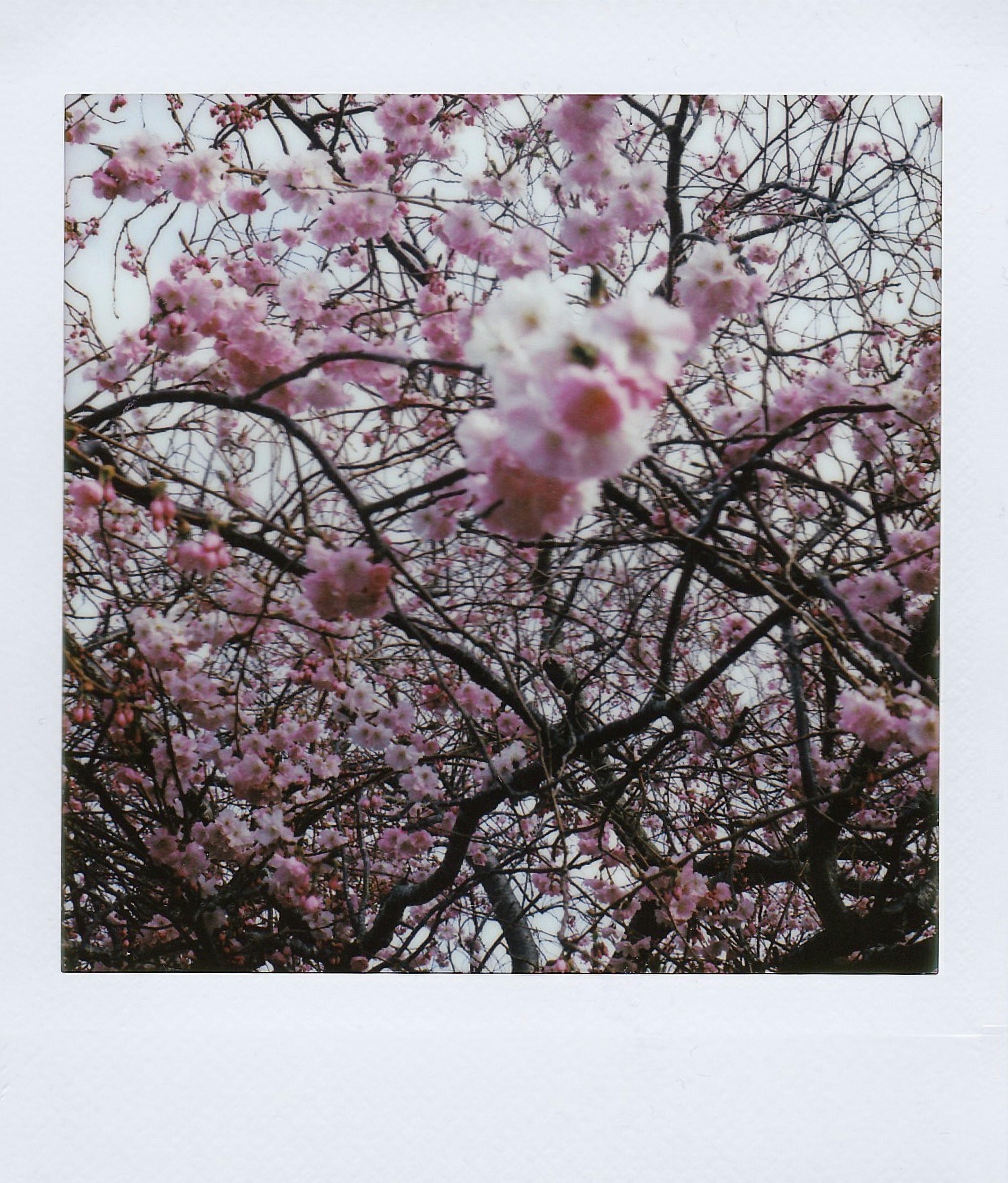 A beautiful close-up of cherry blossoms on a tree during springtime.