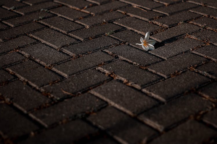 Photo Of Flower On The Ground