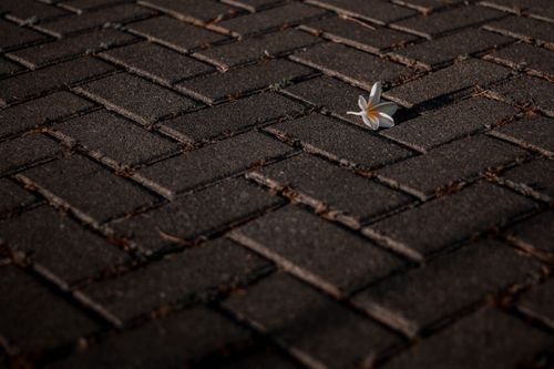 Free A white frangipani flower lies on a stone pavement, creating a serene and delicate scene. Stock Photo