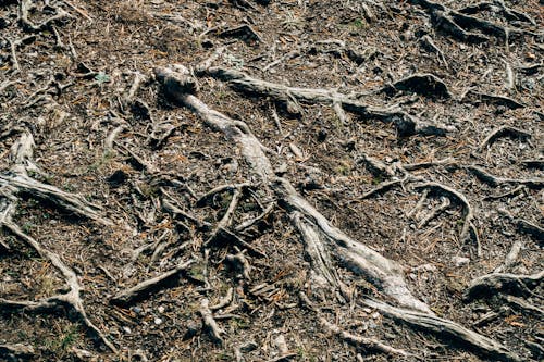 Imagine de stoc gratuită din arbore, codru, geologie