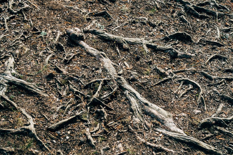 Intertwined tree roots spreading across forest ground — how to remove tree roots in Surrey BC