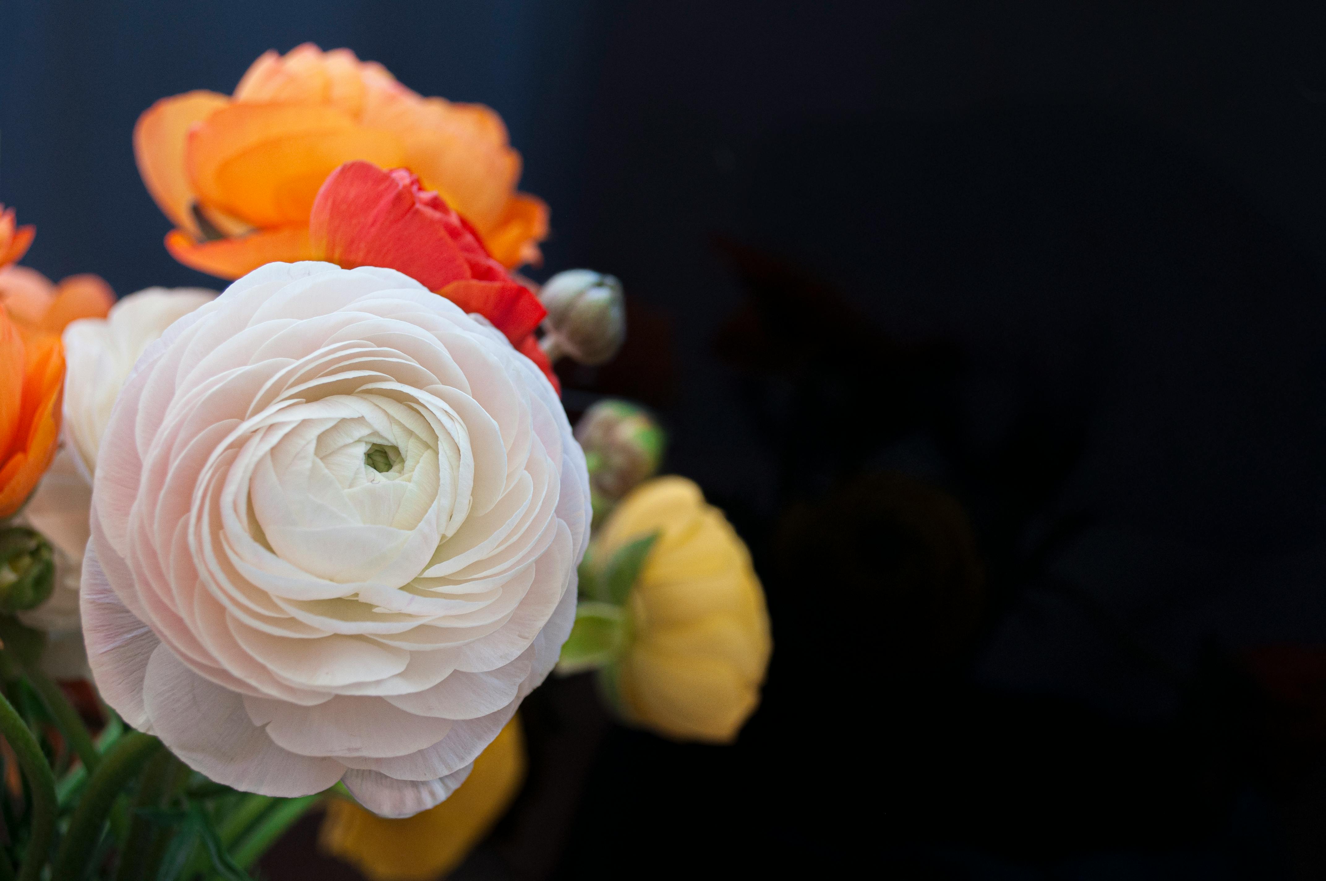 Close-up of colorful ranunculus flowers with a dark black background highlighting vibrant petals.
