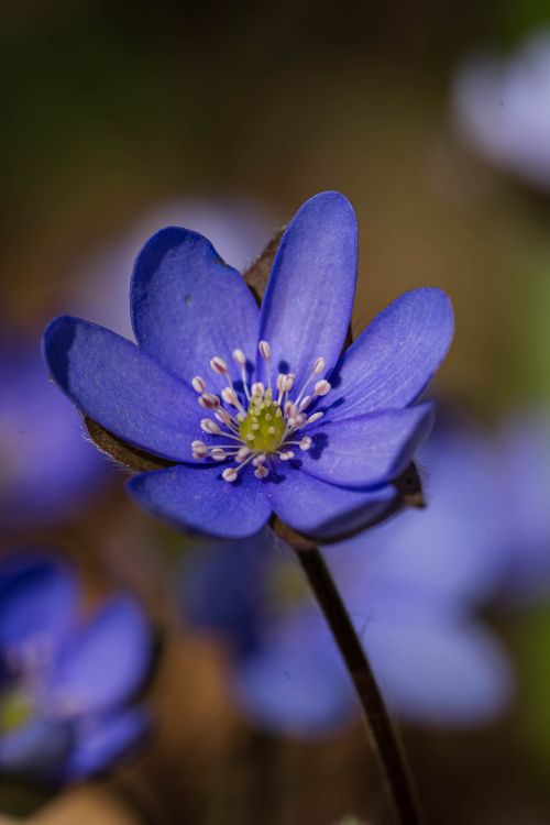 Blue Hepatica Color Close-Up of a Vibrant Blue Hepatica Flower in Bloom · Free Stock Photo