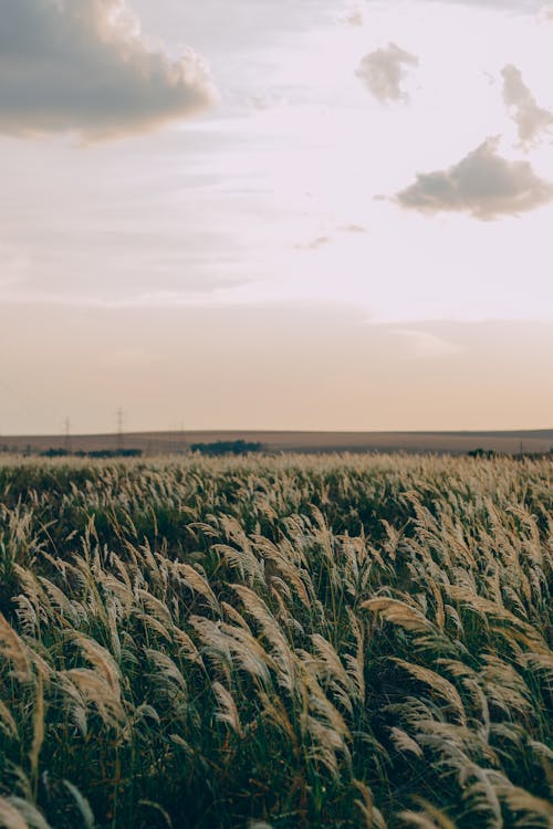 Free Photo Of Field During Daytime Stock Photo