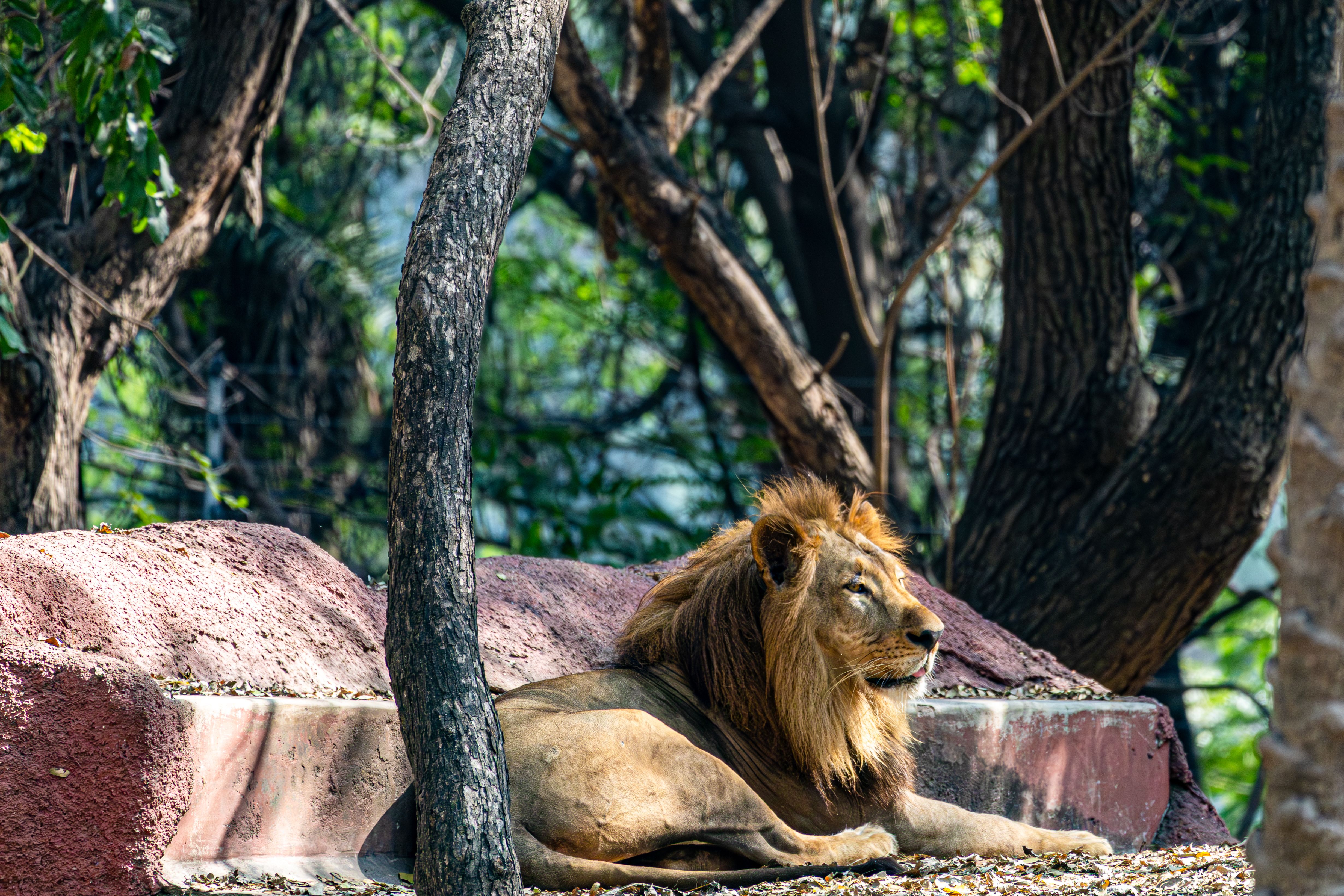 Majestic Lion Resting in Forest Habitat · Free Stock Photo