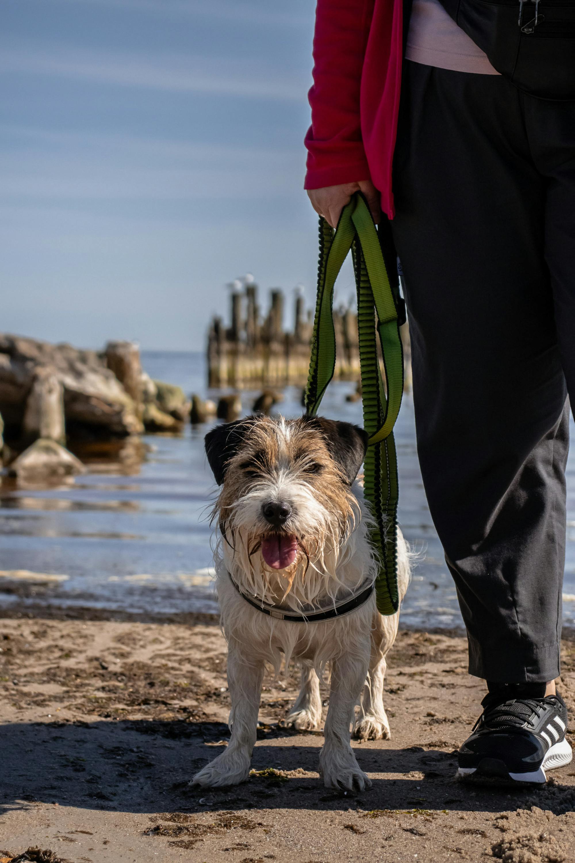 Advanced dog walking with tracking technology in use