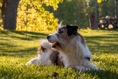 Free A Jack Russell Terrier enjoys lying on grass in a sunny park, surrounded by lush trees. Stock Photo
