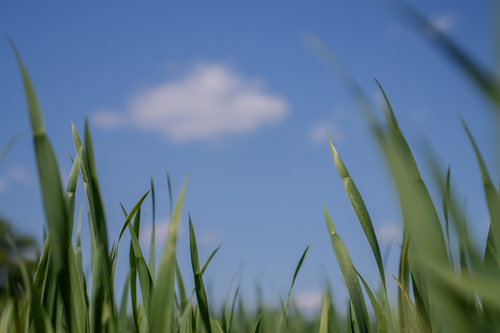 Free Low angle view of fresh green grass blades with blue sky background. Stock Photo