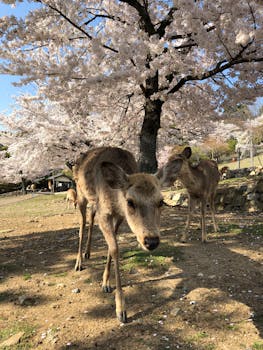 Peaceful deer grazing beneath cherry blossoms in Nara Park, Japan on a sunny day.