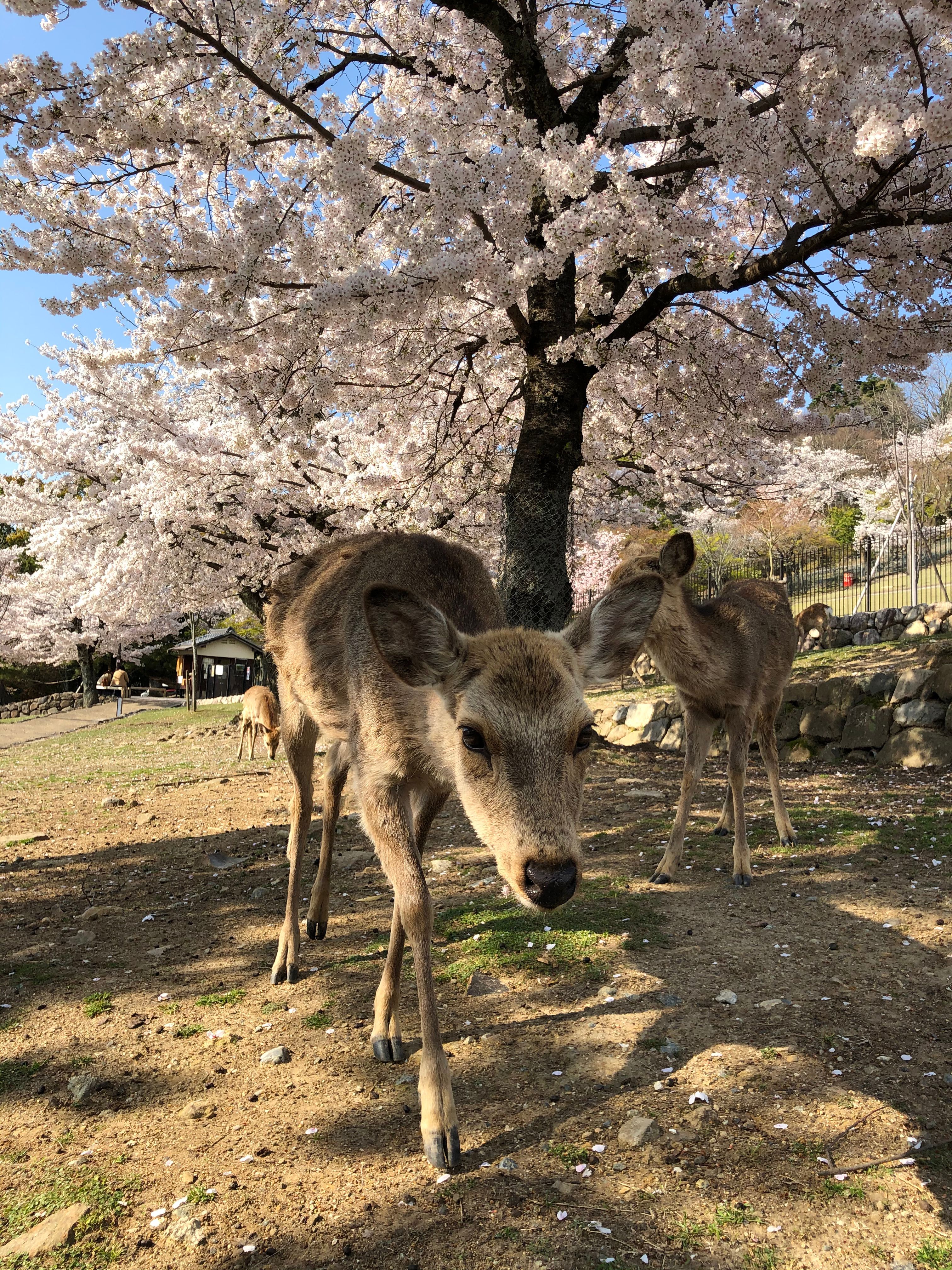 Ciervos Bajo Los Cerezos En Flor En El Parque De Nara, Japón · Foto de